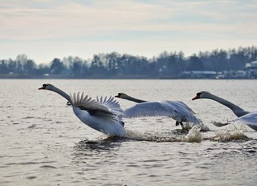 Vrijstaand huisje met eigen sloot - 36
