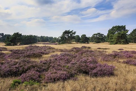 Familiehuis voor 12 personen op de Veluwe - 3