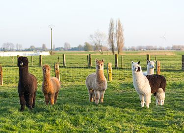 Glamping tussen de alpaca's - 11