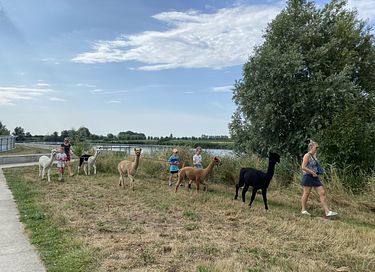 Glamping tussen de alpaca's - 13