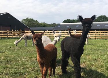 Tiny House (hot tub) overlooking Alpacas - 25