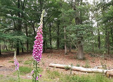 Natuurhuisje met omheinde tuin - 25