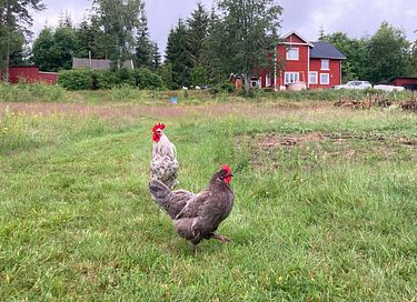 Off-grid Cabin in the middle of Swedish nature - 18