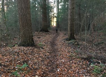 Prachtig natuurhuisje als in een sprookje - 19