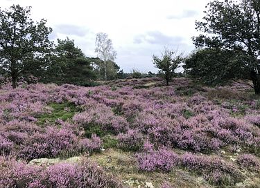 Pipowagen op de Veluwe, nabij heide & bos - 3