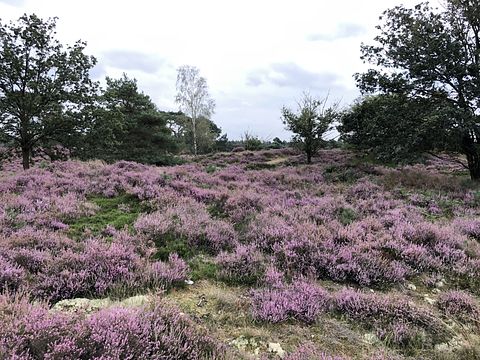 Pipowagen op de Veluwe, nabij heide & bos - 3