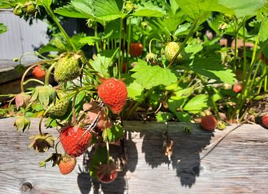 Knusse pipowagen in de Betuwe - 14