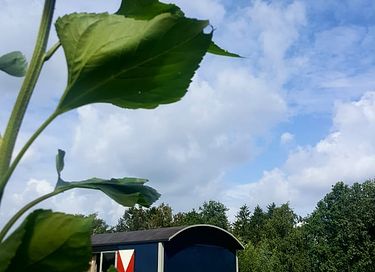 Pipowagen op het Friese platteland - 8