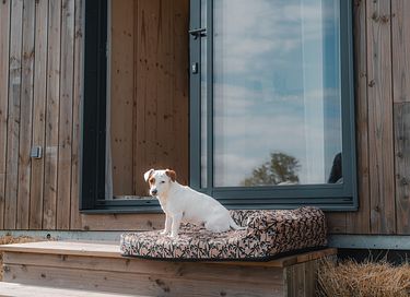 Tiny House zwischen Pferden und Ponys - 5