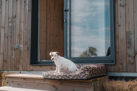 Tiny House zwischen Pferden und Ponys - 5
