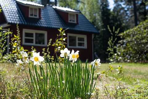 Off-grid Cabin in the middle of Swedish nature - 3