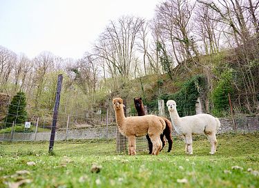 Luxe glamping vakantie in Zuid-Limburg - 40