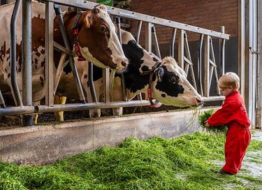 Glamping à la ferme des vaches laitières et des veaux - 4