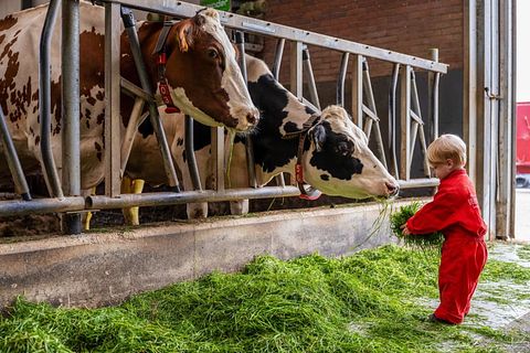 Glamping à la ferme des vaches laitières et des veaux - 4