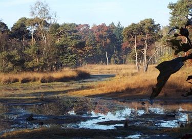 Glamping op Paarden & ponyboerderij - 18