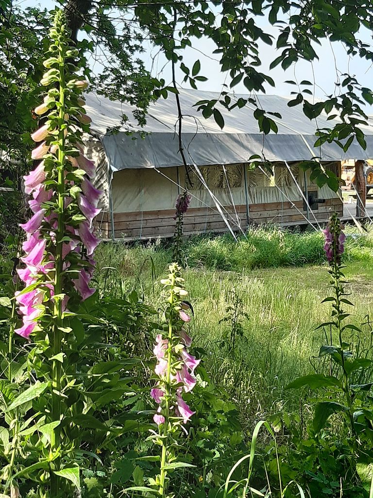 Glamping in the most beautiful Brabant place - 1