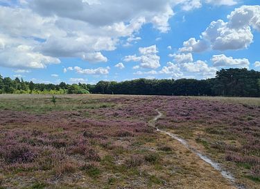 Unieke Glamping ervaring in Drenthe - 38