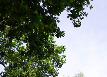 Vakantiehuis in Gelderland (honden welkom) - 28