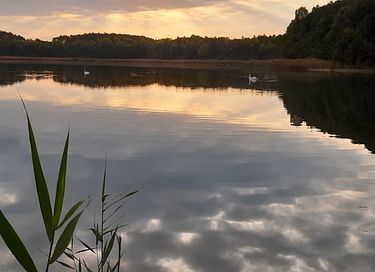 Circuswagen op een open plek in het bos - 16