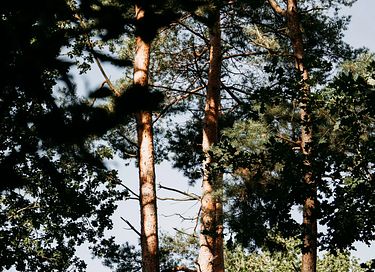 Forest cabin with hot tub, sauna and wood stove - 29