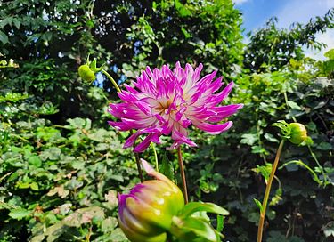 Knusse pipowagen in de Betuwe - 9