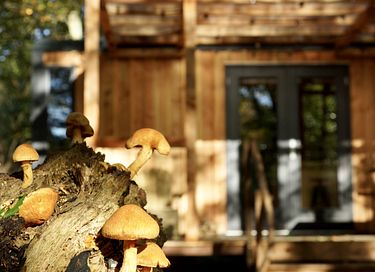 Spend the night in a tucked-away forest cabin - 15