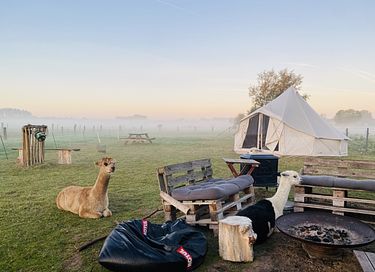 Glamping tussen de alpaca's - 1