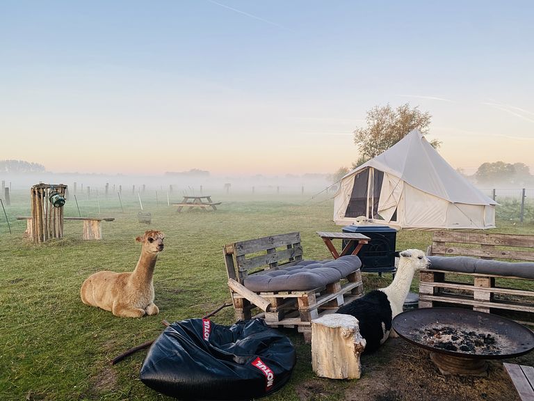 Glamping tussen de alpaca's - 1