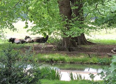 Lodge op een Landgoed dichtbij Utrecht - 26