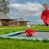 Glamping à la ferme des vaches laitières et des veaux