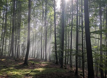 Vakantiewoning in de prachtige Duitse natuur - 17