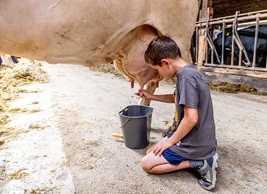 Glamping dans une ferme équestre et laitière - 19