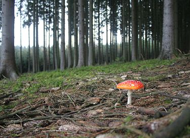 Groot huis in de Eifel met prachtig uitzicht - 23