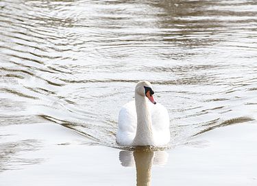Gruppenvilla am Wasser (12p) - 33