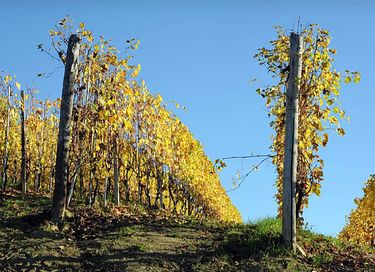Logement de vacances au milieu des vignobles - 43
