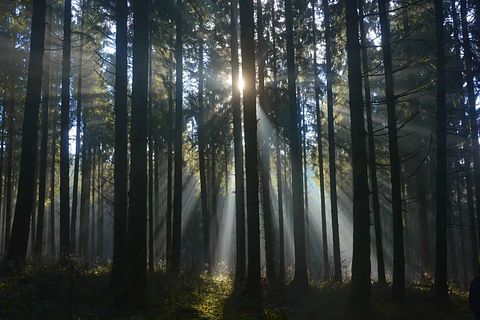 Gruppenunterkünfte aus Holz in den Ardennen - 4