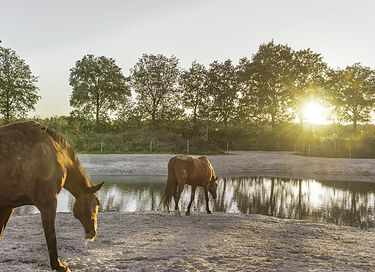 Vakantie op een speelboerderij in Limburg - 33