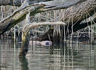 Luxury houseboat in nature reserve - 6