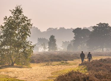 Dog-friendly wellness lodge in the Veluwe - 33