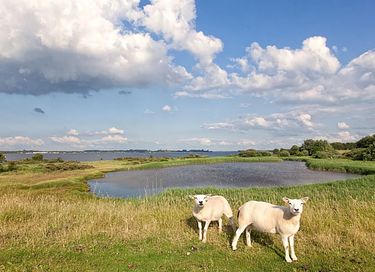 Zelt-Ferienhaus mit eigener Dusche in Zeeland - 36