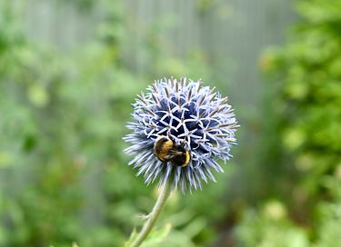 Maison enveloppante dans un magnifique jardin de cueillette - 16