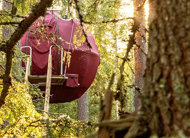 Tente glamping unique en pleine forêt - 14