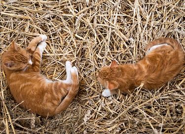 Glamping at Young Cattle Farm - 11