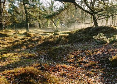 Knusse B&B in Drenthe met zwembad  - 18