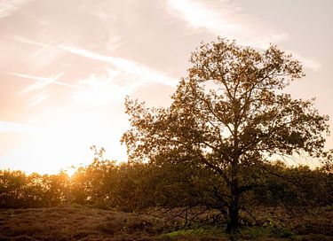 Ruim verblijf tussen boomtoppen in Drenthe - 29