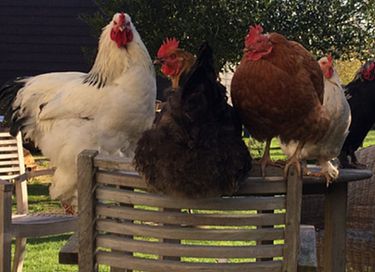 Charmant vakantiehuisje in Zeeuws dorp (4p) - 23