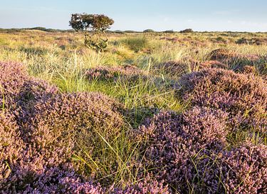 Stijlvol hotel op Ameland - 39