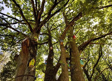 Capanna sull'albero in Belgio con vasca idromassaggio - 33