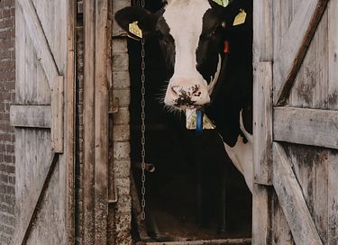 Zelt-Häuschen mit freiem Blick auf den Brabanter Hof - 34