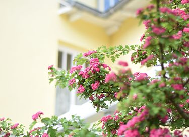 Stylish apartment in historical villa - 19